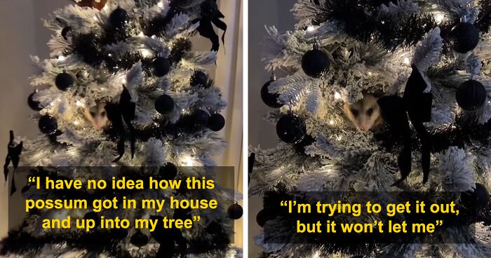 “I Have No Idea How It Got Here”: Woman Stunned To Discover Wild Possum In Her Christmas Tree