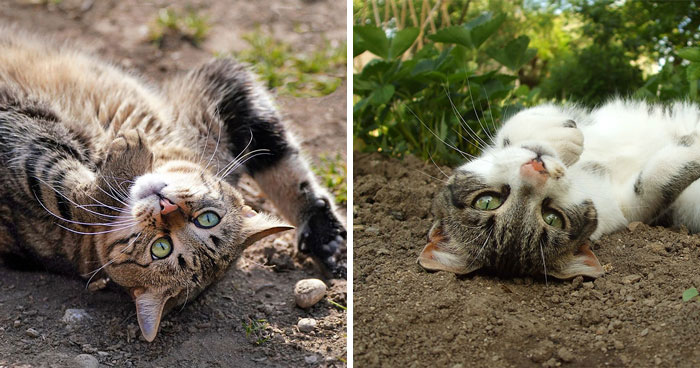 10 Reasons Why Do Cats Roll In Dirt and How to Stop Them