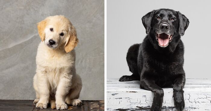 I Offered 15 Minutes Of Fame Photography Sessions For Dogs And They Booked Out Immediately (13 Pics)