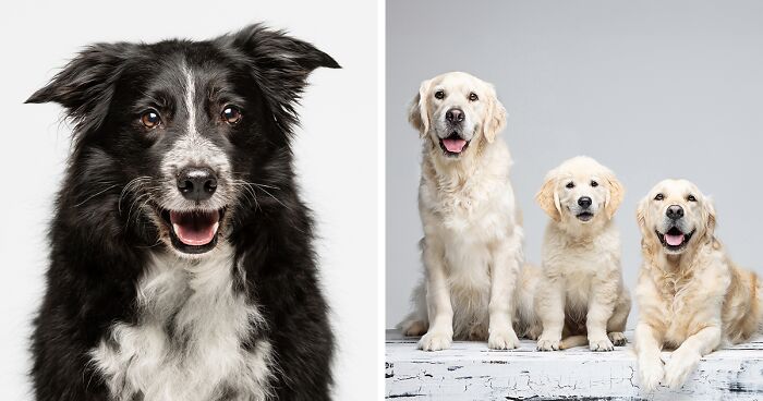 My 13 Photographs Of Dogs To Brighten Your Day