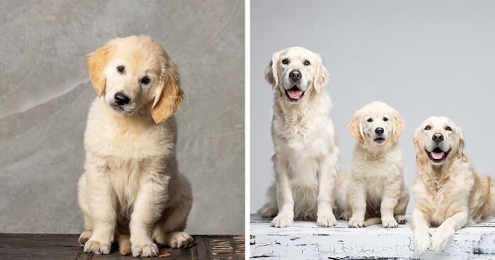 I Offered Short And Sweet Photography Sessions For Dogs, Here Are 13 Pics That I Took