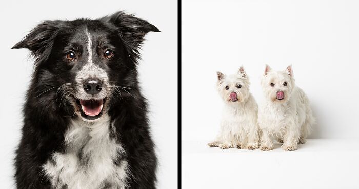 I Offered 15 Minutes Of Fame Photography Sessions For Dogs And They Booked Out Immediately (13 Pics)