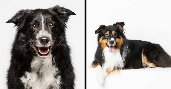 I Offered 15 Minutes Of Fame Photography Sessions For Dogs And They Booked Out Immediately (13 Pics)