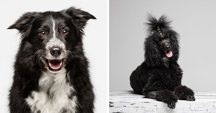 I Offered 15 Minutes Of Fame Photography Sessions For Dogs And They Booked Out Immediately (13 Pics)