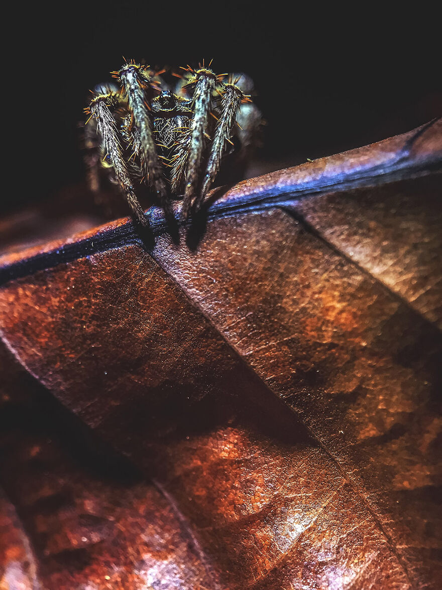 Leaf Creeper By Geoff Cunningham