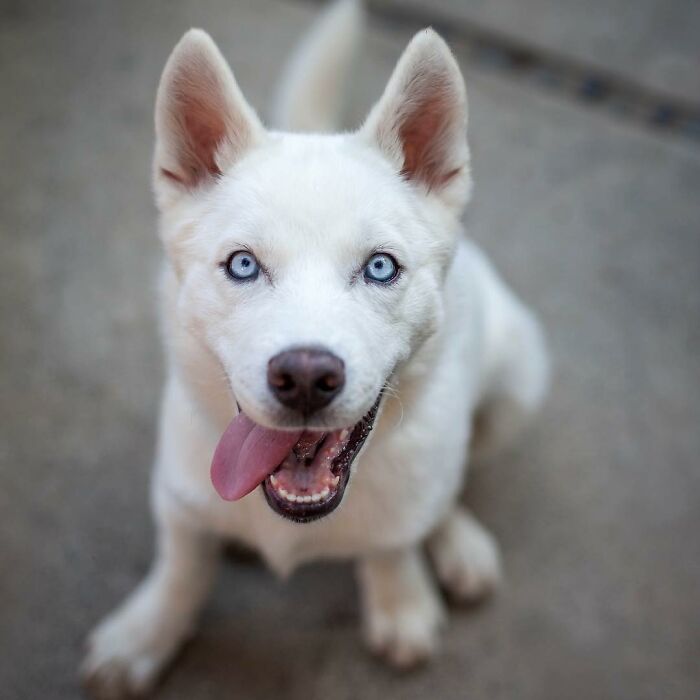 Overcoming Disability: This Dog’s Prancing Walk Steals Hearts On The Internet