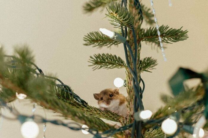 Not A Creature Was Stirring, All Through The House - Except For This Mouse Living In Our Christmas Tree, Apparently