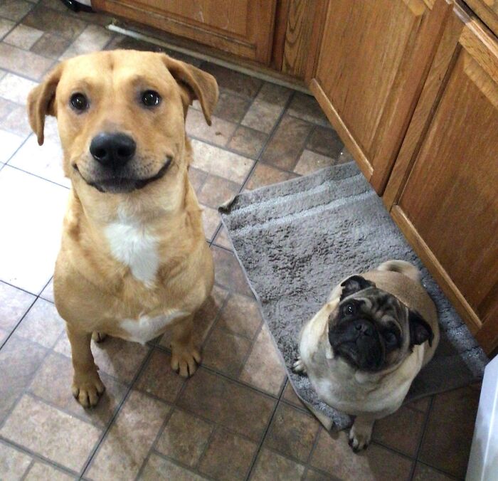 When I House-Sat For My Sister, Her Dogs Were Very Happy To See Me