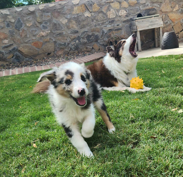 My 11-Year-Old Dog Reacting To Having A New Puppy In The House