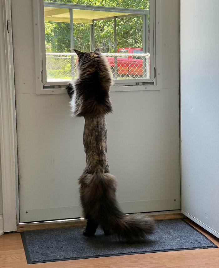 My Friend's Cat Got Shaved At The Vet And Now She Looks Like A Game Of Exquisite Corpse