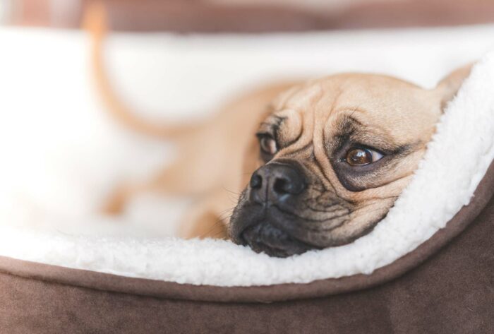 Puggle chilling in its bed