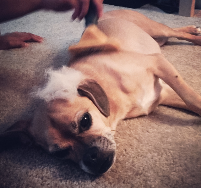 Puggle lies down and a person is grooming it