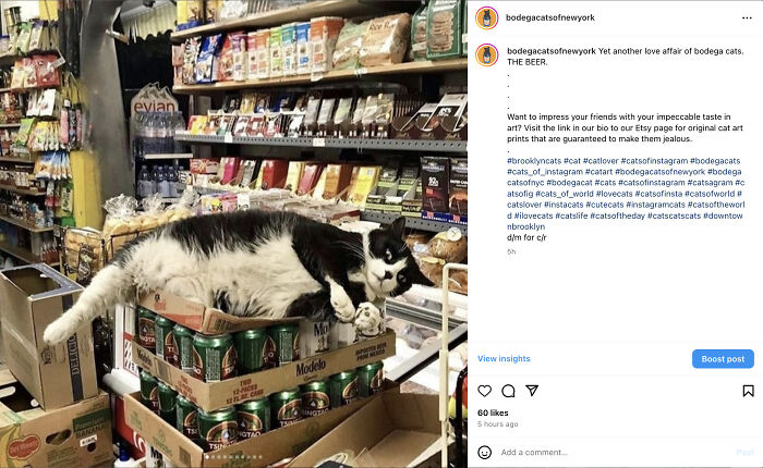 Bodega Cats Of New York