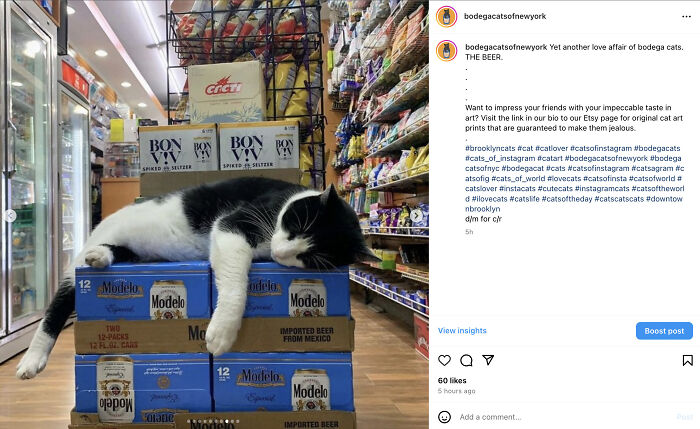 Bodega Cats Of New York