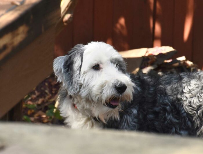 Sheepadoodle is outside