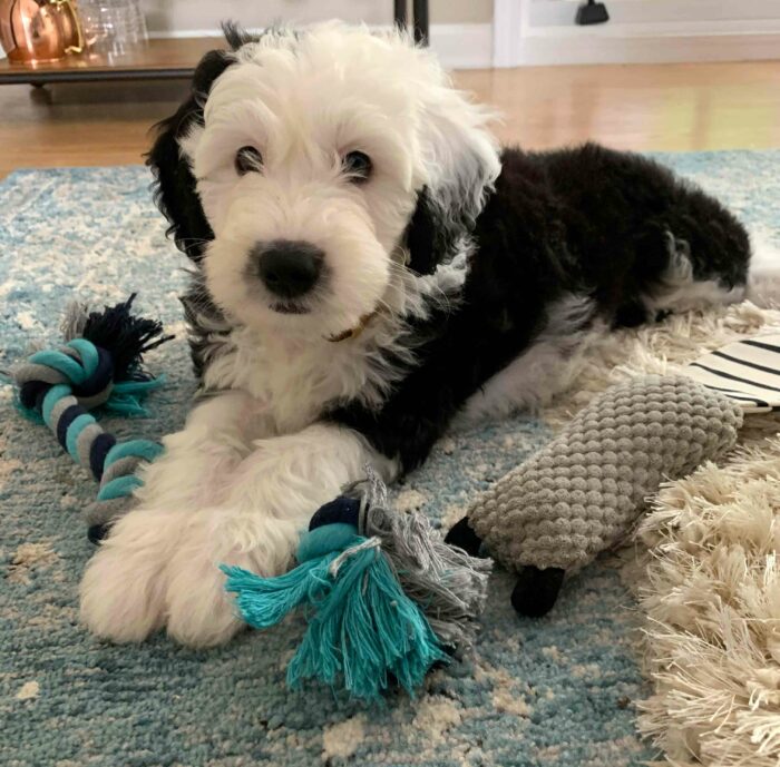 Sheepadoodle lying down on the carpet with a toy