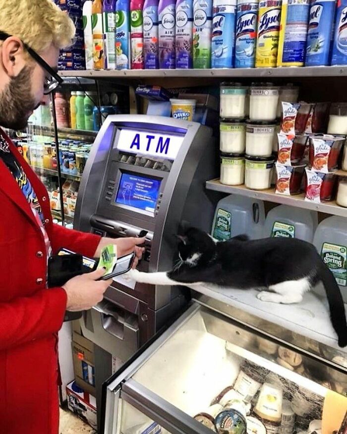 What Is A Bodega Cat? (10 Pics)