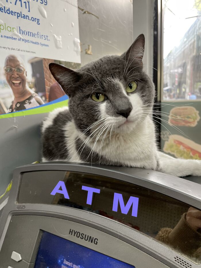 What Is A Bodega Cat? (10 Pics)