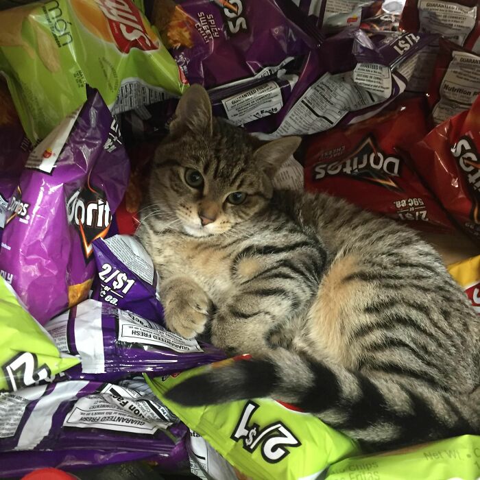 What Is A Bodega Cat? (10 Pics)