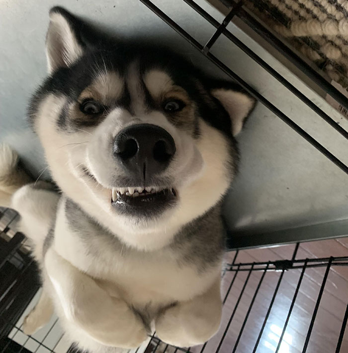 Goofy picture of an Alaskan Husky 