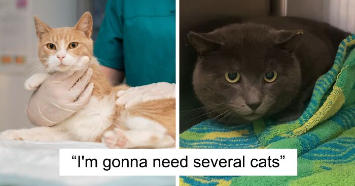 Animal Lovers And Broken-Hearted People Unite In Shelter’s Hilarious Valentine’s Day Campaign