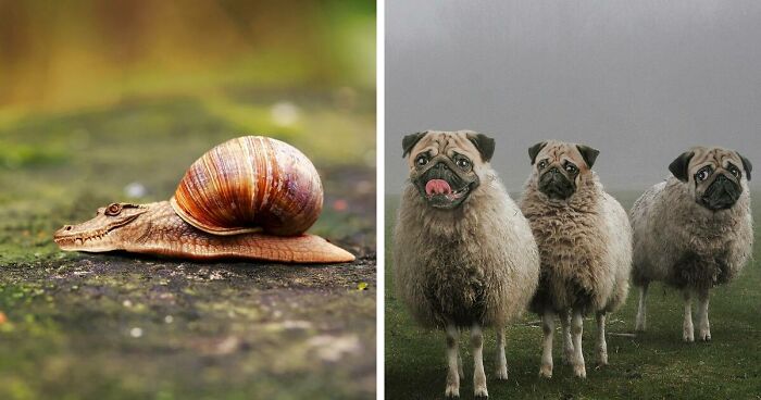 68 Funny Animal Mashups That I Created With Photoshop