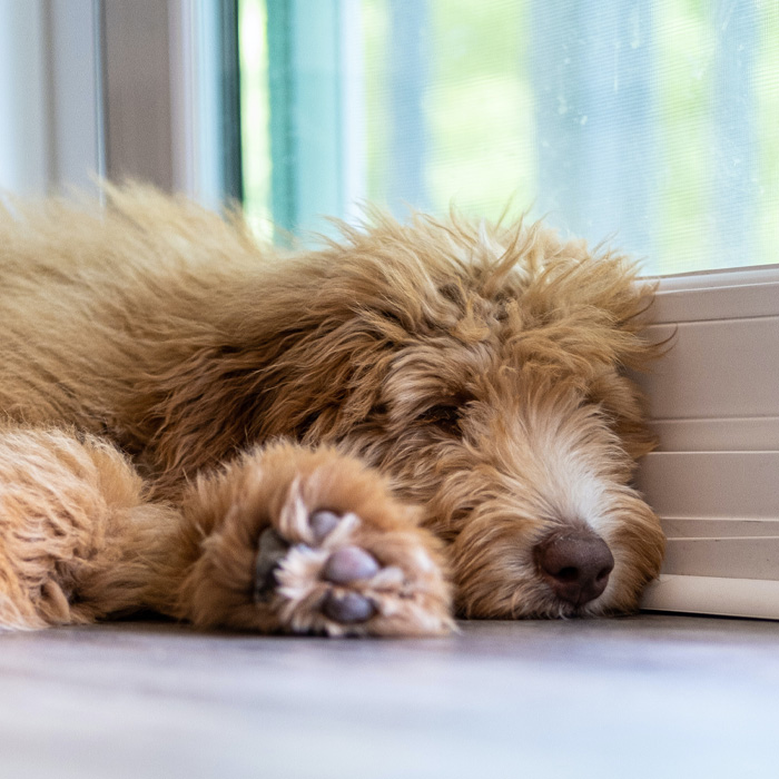 Aussiedoodle taking a nap 