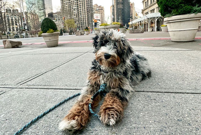 Bernedoodle dog lying on a city sidewalk with buildings in the background.