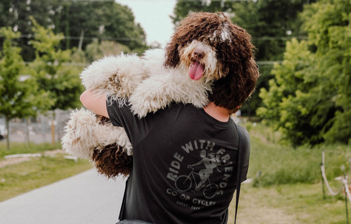 Person carrying a fluffy Bernedoodle outdoors, highlighting the dog breed's playful nature.