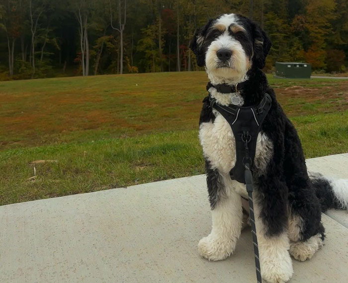 Bernedoodle sitting on a path, wearing a harness, with a grassy background.