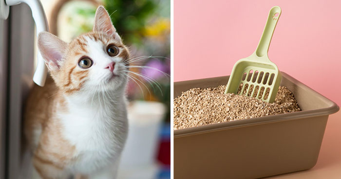 Top 11 Best Cat Litters of 2024: Unbiased Reviews by Vets