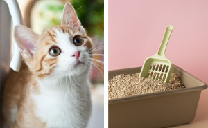 Top 11 Best Cat Litters of 2024: Unbiased Reviews by Vets