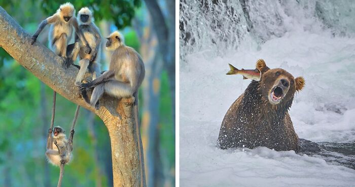 80 Of The Best Entries From The Comedy Wildlife Photography Awards