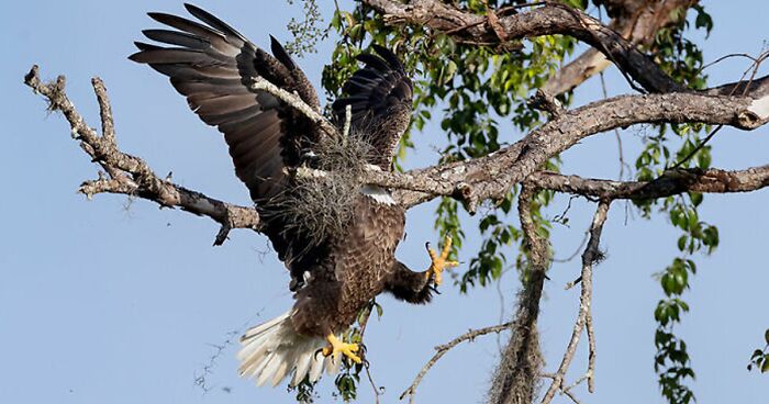 80 Of The Very Best Pics From The Comedy Wildlife Photography Awards Over The Years