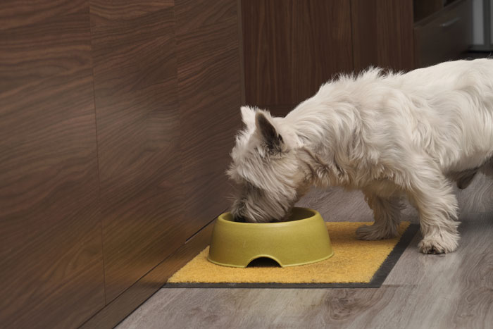 closeup shot white terrier eating from his plate floor