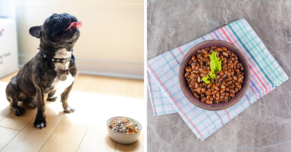 Can Dogs Eat Beans? Types of Beans and Legumes That Your Dog Can Safely ...
