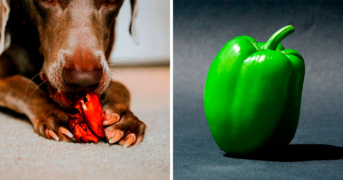 Can Dogs Eat Bell Peppers? Discover the Benefits of Bell Pepper for Dogs