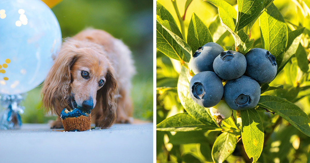 Are blueberries sales poisonous to dogs