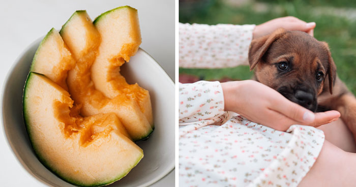 Can Dogs Eat Cantaloupe? Nutritional Insights and Warnings