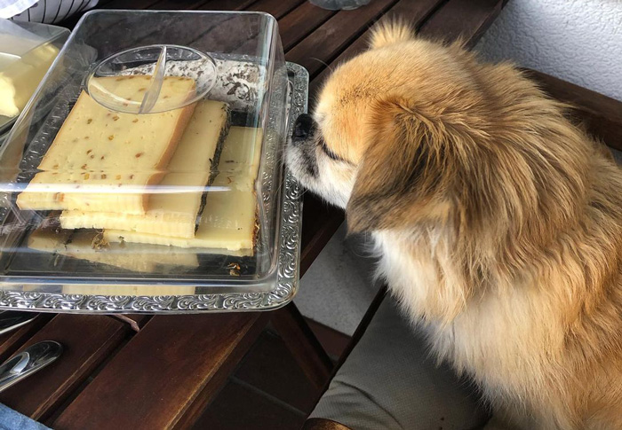 Can Dogs Eat Cheese? The Types Of Cheese To Feed Your Dog And What To ...