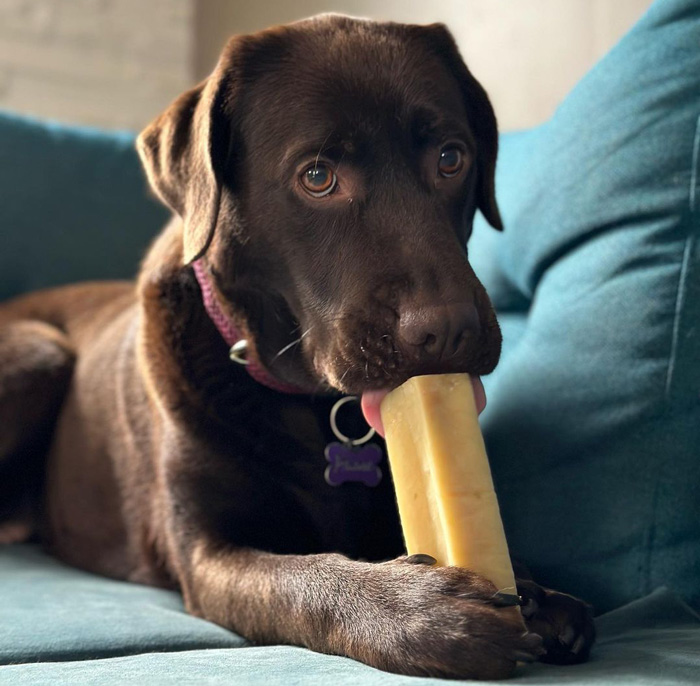 dog licking cheese