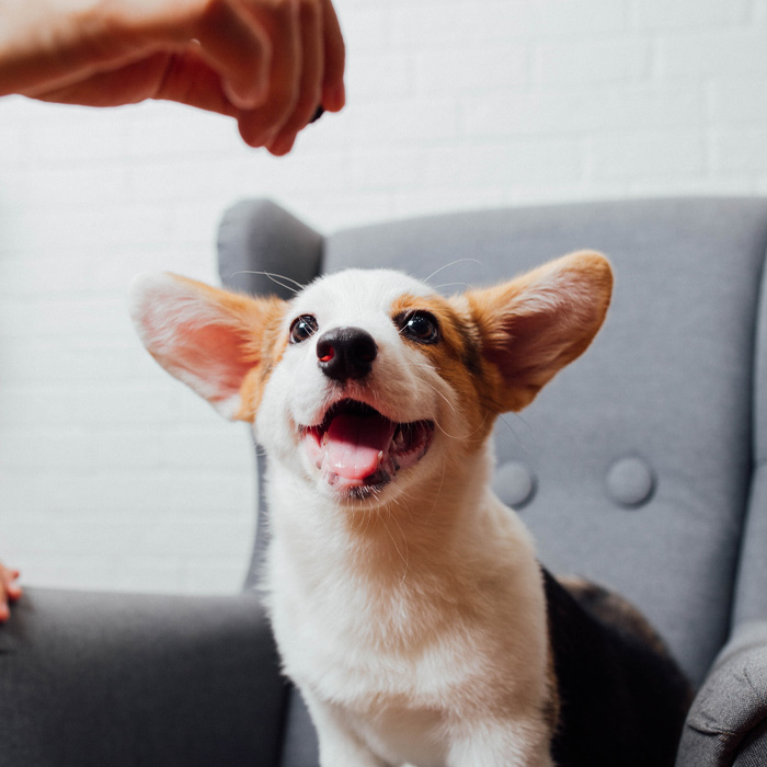 Person giving a treat to the dog