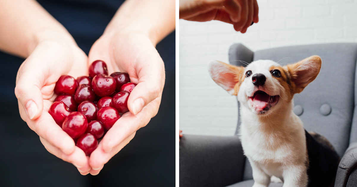 Can Dogs Eat Cherries? Everything You Need to Know Bored Panda