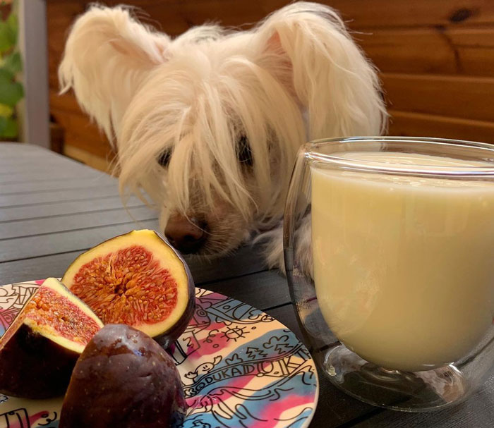 dog near the plate of figs and a cup of coffee