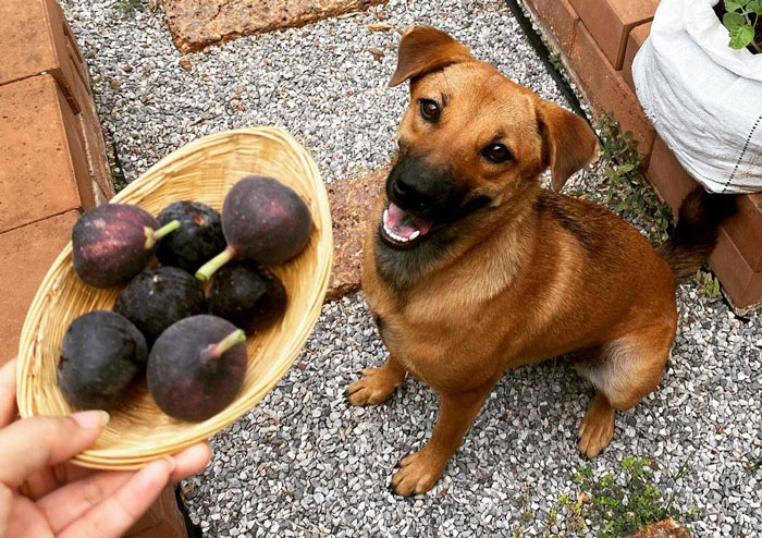 dog looking at the plate with figs