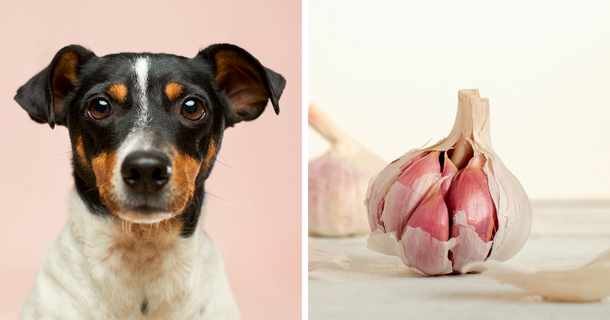 Dog ate outlet garlic