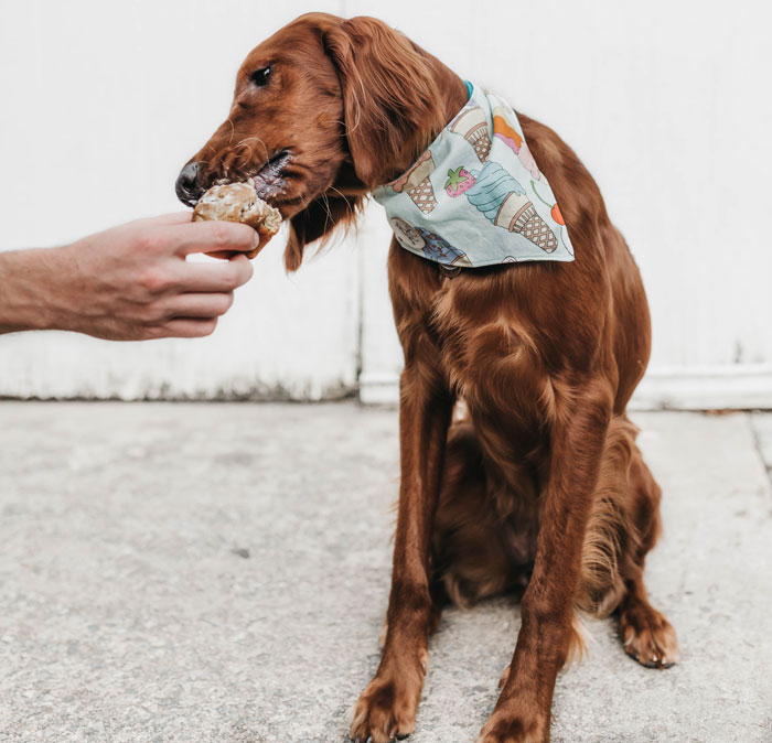 brown dog eats cake