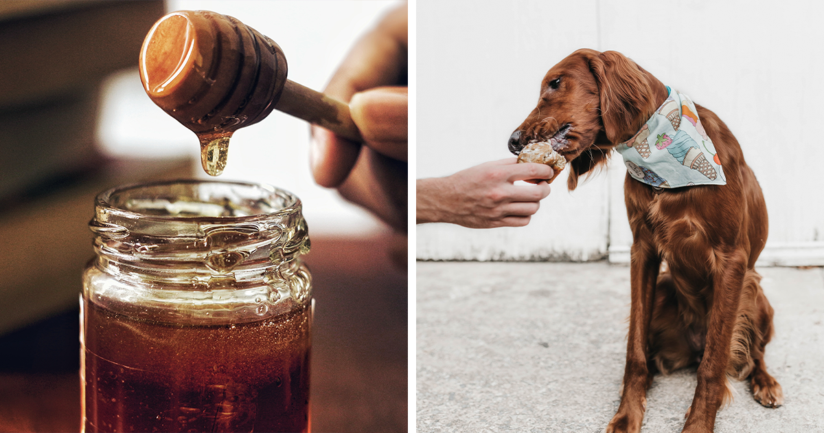 Do dogs 2024 eat honey