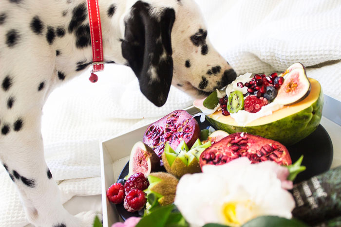 dog sniffing the fruits