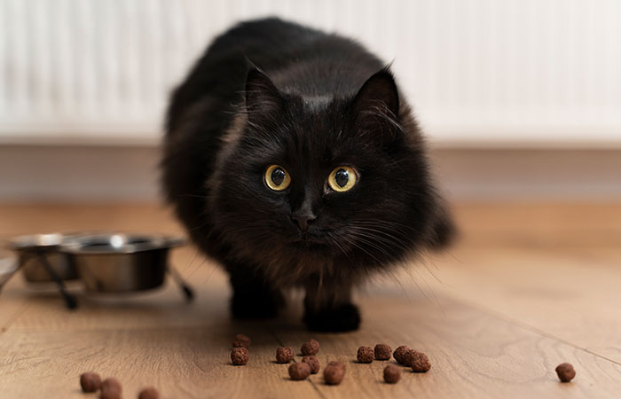 Black cat playing in a dirty home